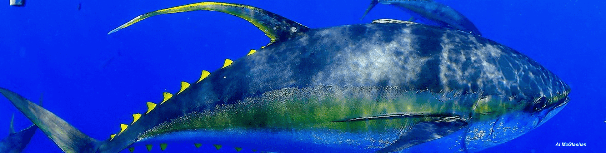 IOTC adopts resolution to rebuild yellowfin tuna stock, but NGOs question its effectiveness