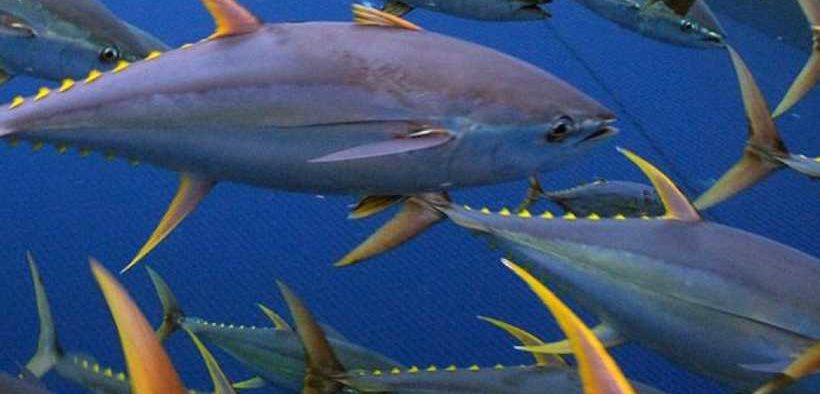 Progress made to reform eastern Pacific fisheries management, increase transparency