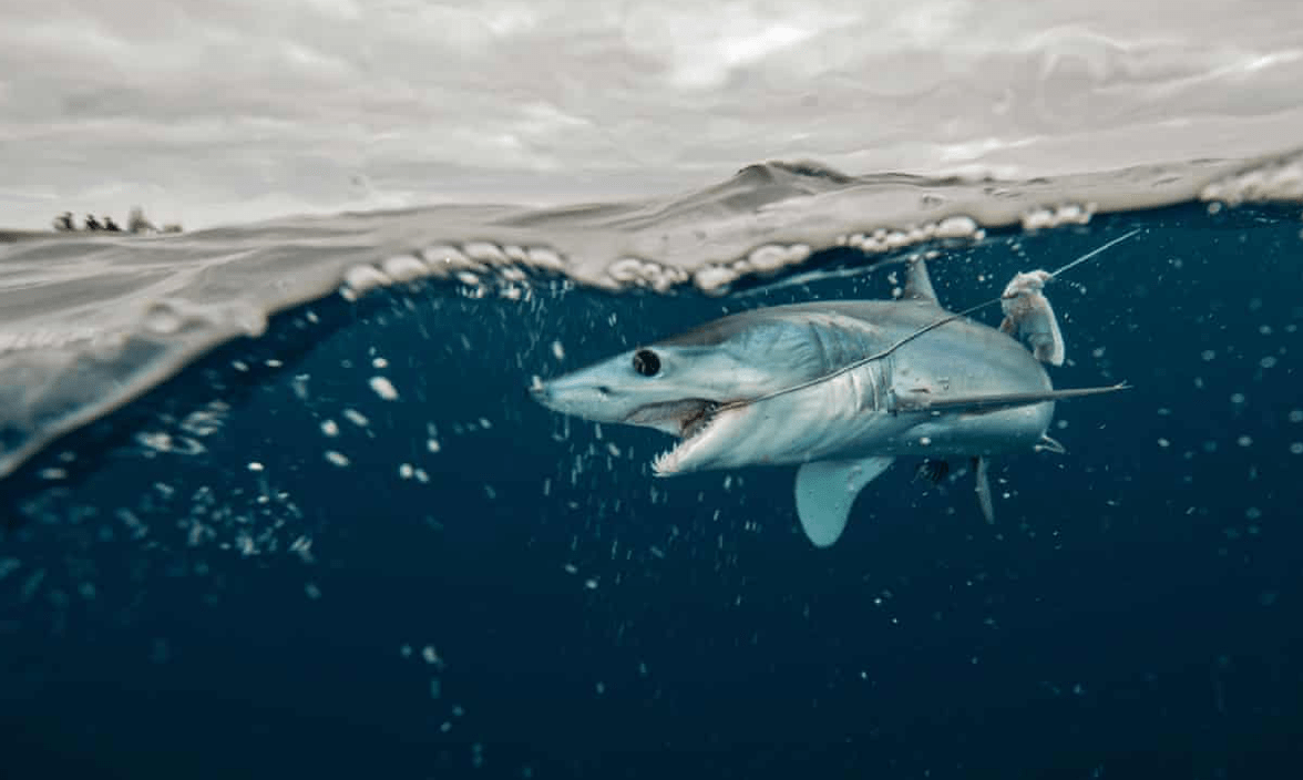 Jaws made us scared of sharks but is a lack of sharks scarier? – podcast
