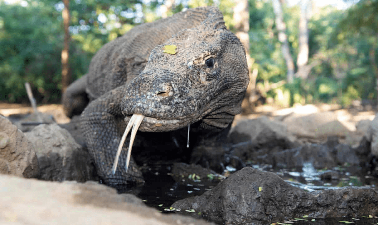 Komodo dragon in danger of extinction as sea levels rise