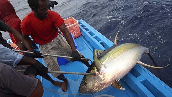 To Save Indian Ocean Yellowfin Tuna From Overfishing, Managers Must Act Now
