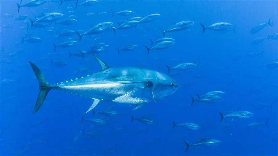 To Slow Decline of Western Atlantic Bluefin Tuna, Fishery Managers Must Lower Quota