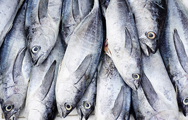 WCPFC to vote on skipjack harvest strategy, PNA wants it to be non-binding