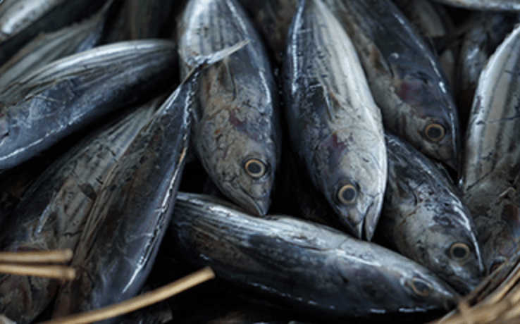 FIA-PNG urges WCPFC to take action on tuna harvest strategies