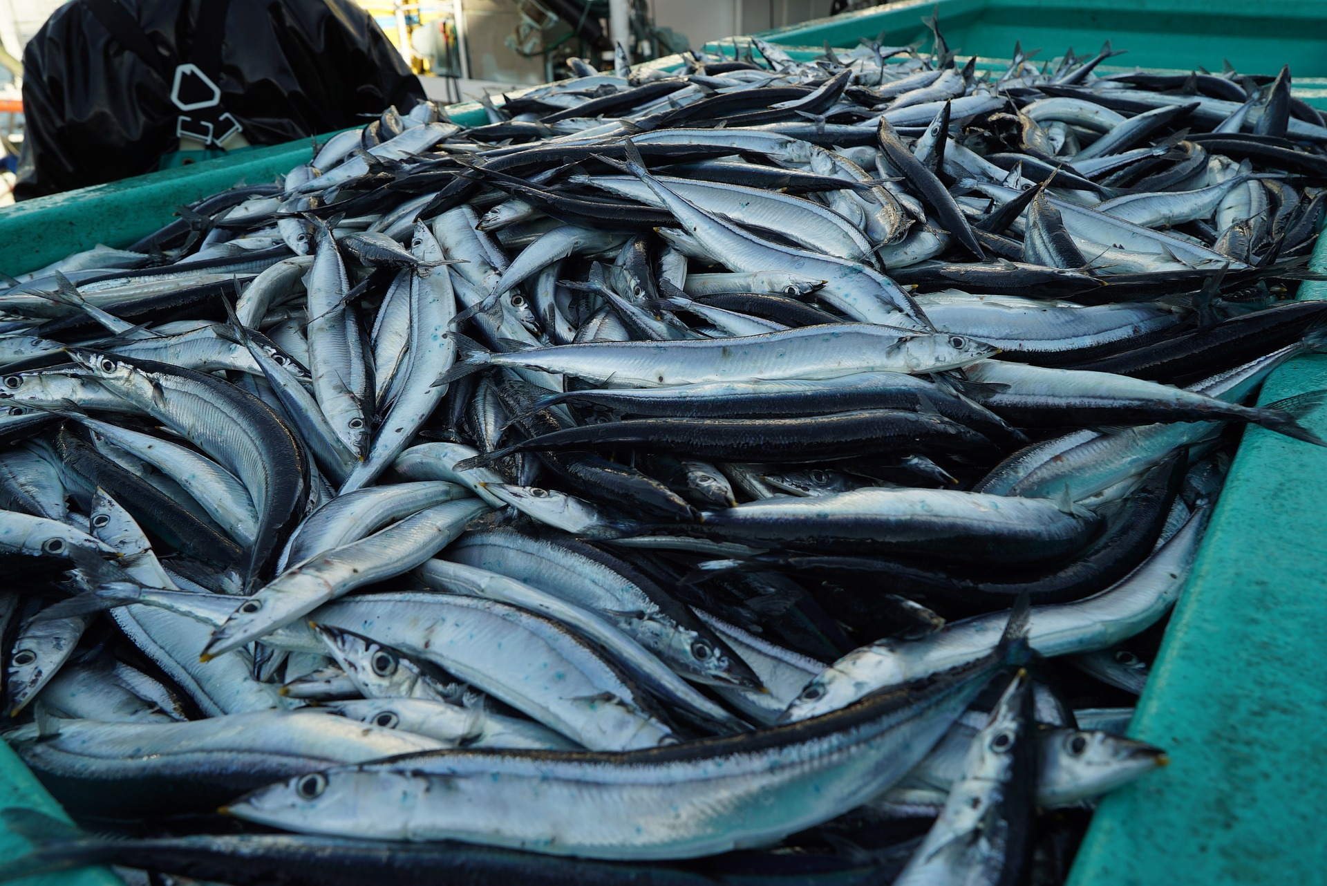 NPFC establishes a working group dedicated to developing a HCR for Pacific Saury