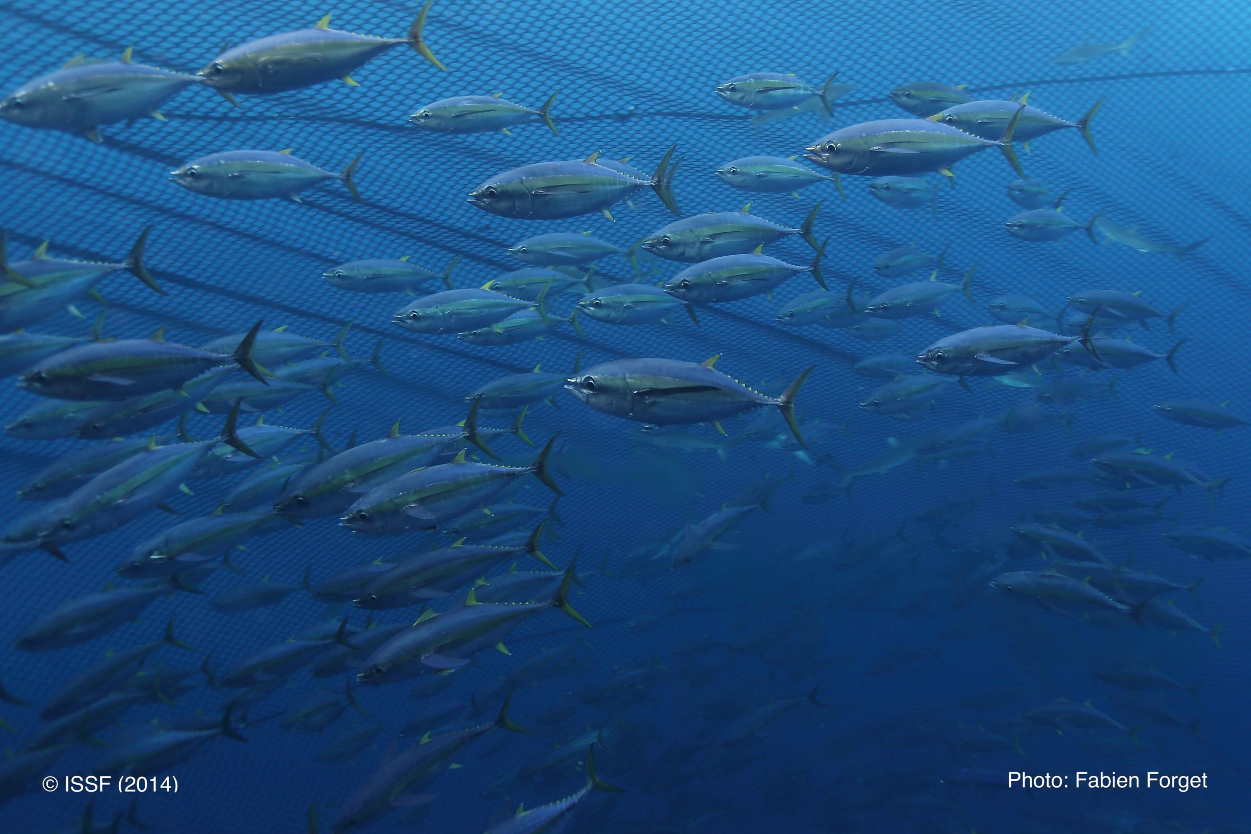 On World Tuna Day 2023, all eyes are on the Indian Ocean