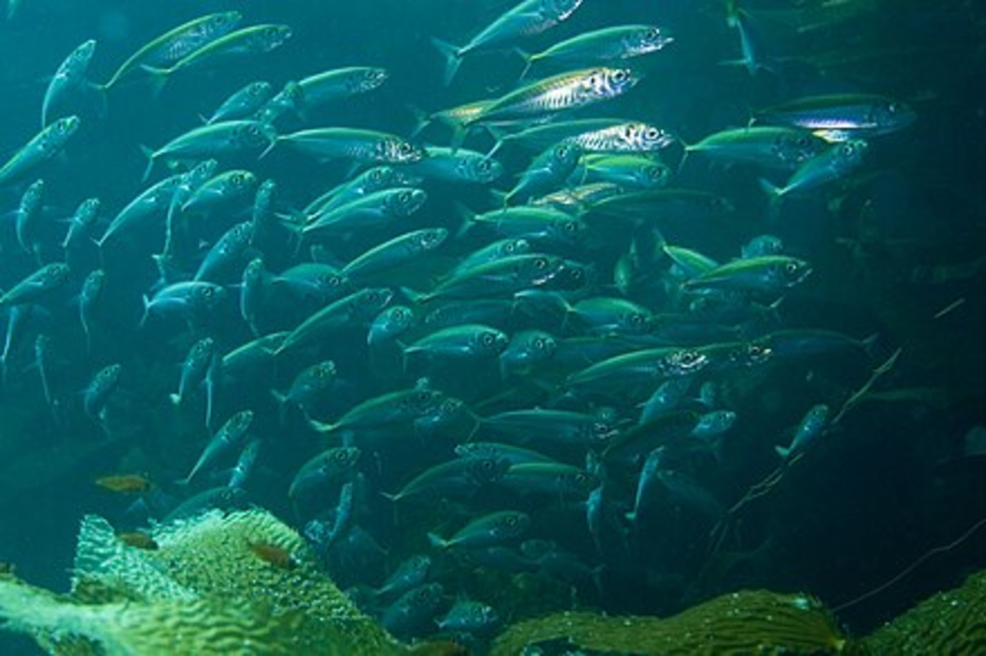 Pacific Jack Mackerel School