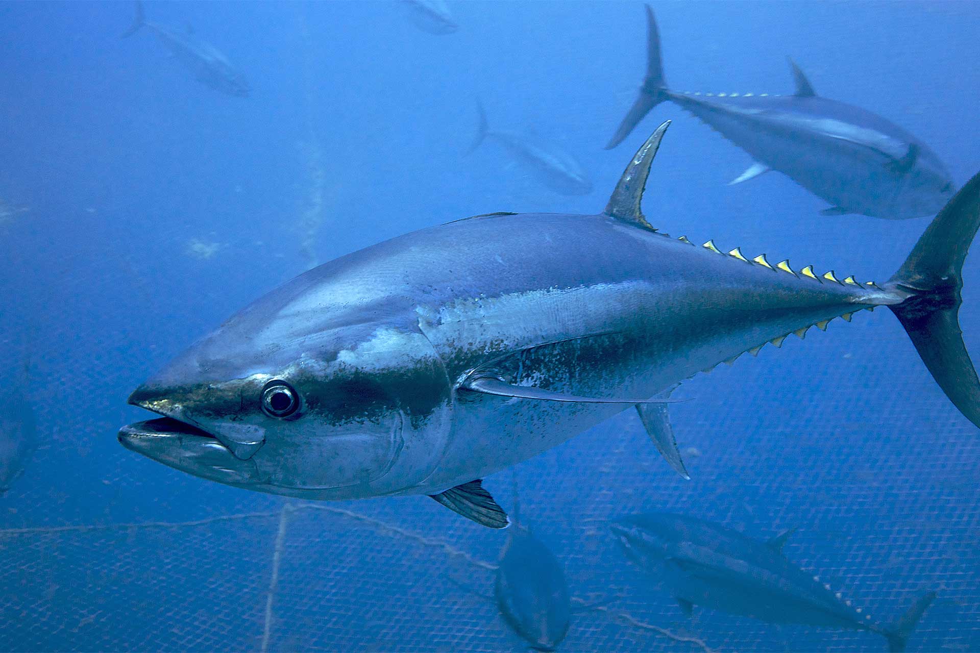 Bolton backs calls for ICCAT to establish new tuna harvest strategies