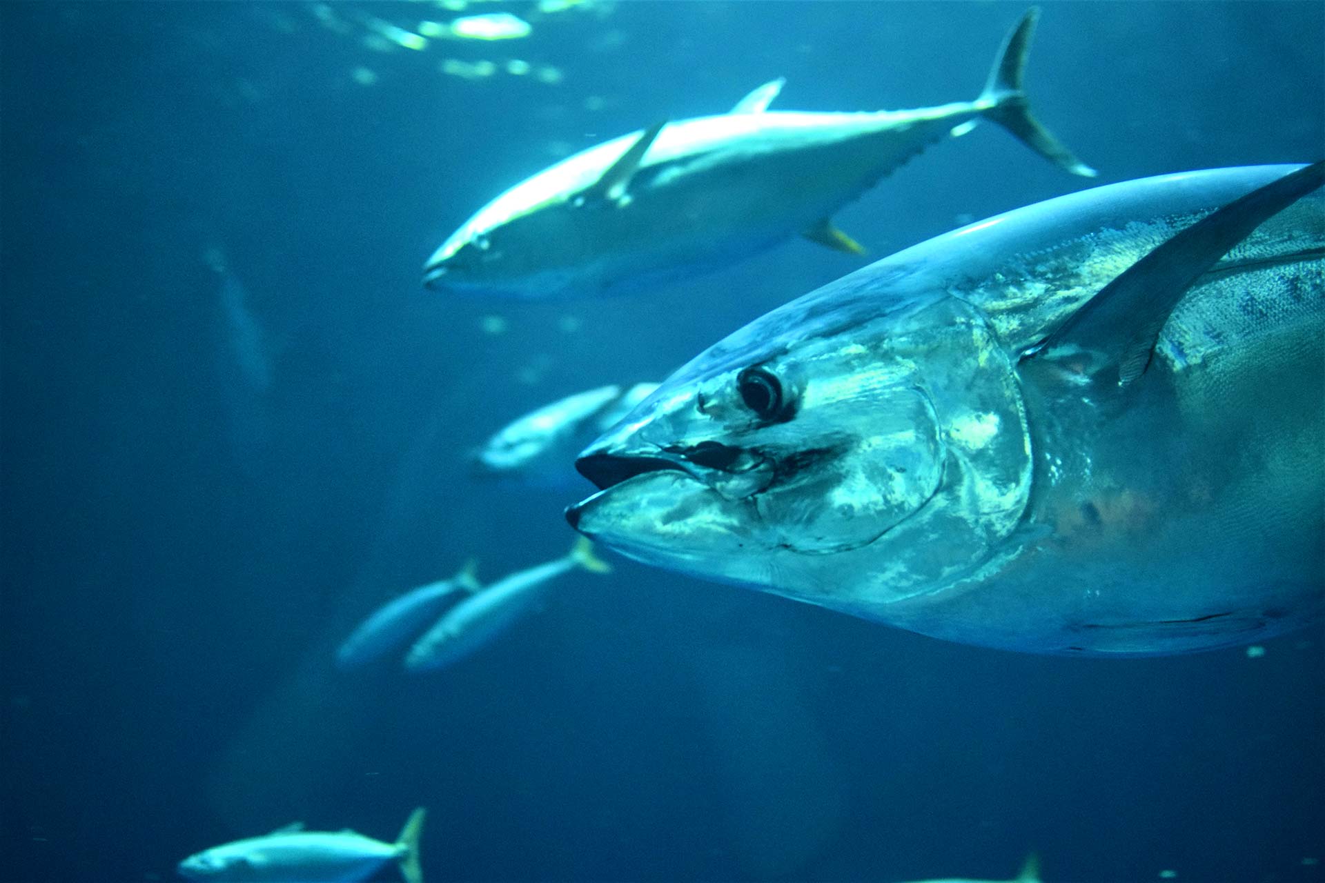 European Seafood Market Stakeholders Urge Adoption of Science-Based, Sustainable Tuna Management in the Atlantic