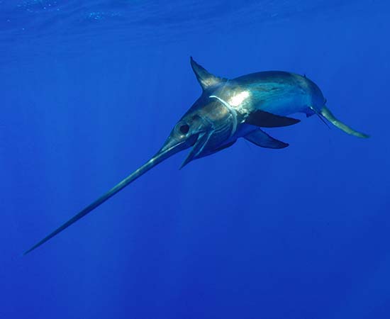 Case studies - North Atlantic Swordfish