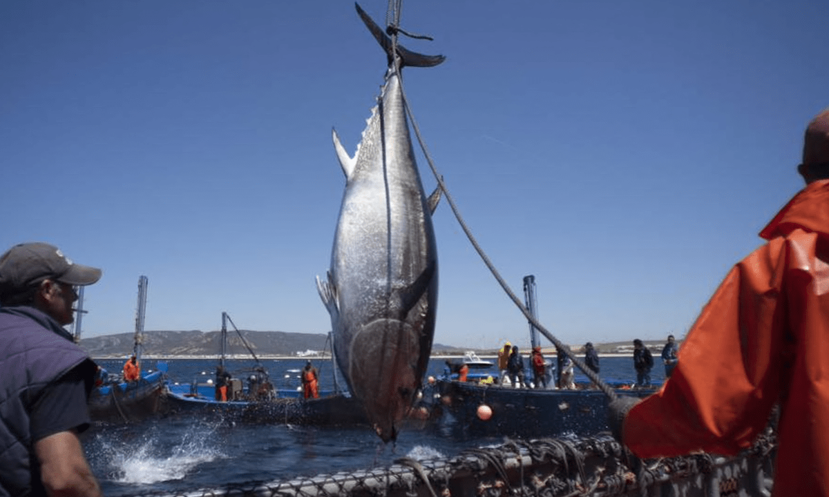La hora de una gestión sostenible de nuestro atún