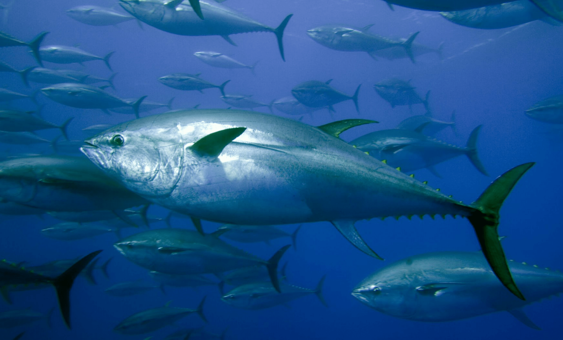 Four tuna species show signs of recovery from overfishing