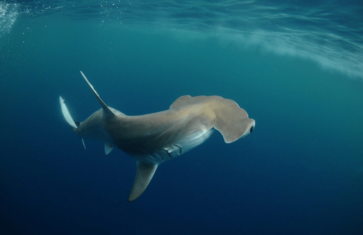 How will climate change affect the bigger fishes in the sea?