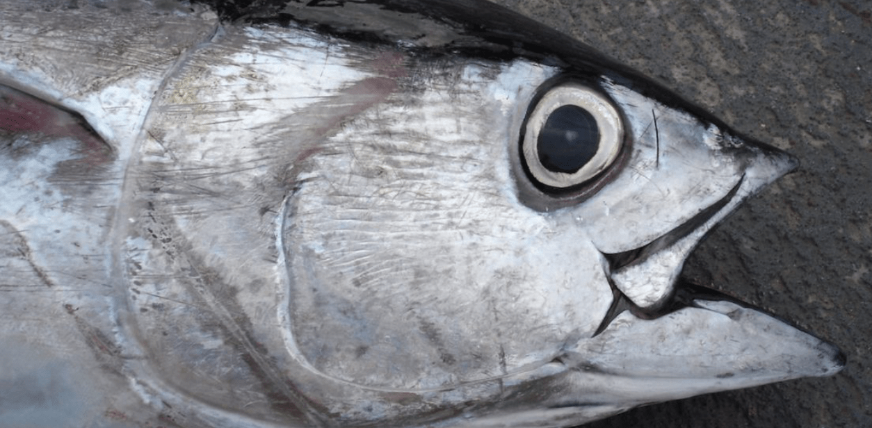 Major progress on bigeye management – but shortfalls on other species