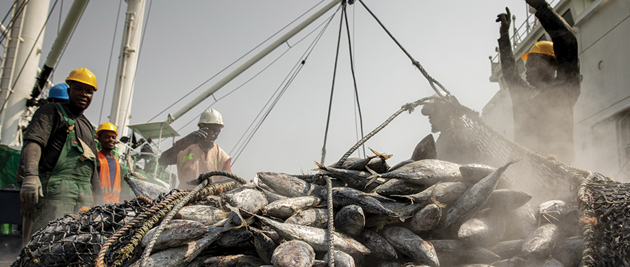 The Ocean Foundation and FAO launch groundbreaking knowledge hub for fisheries management