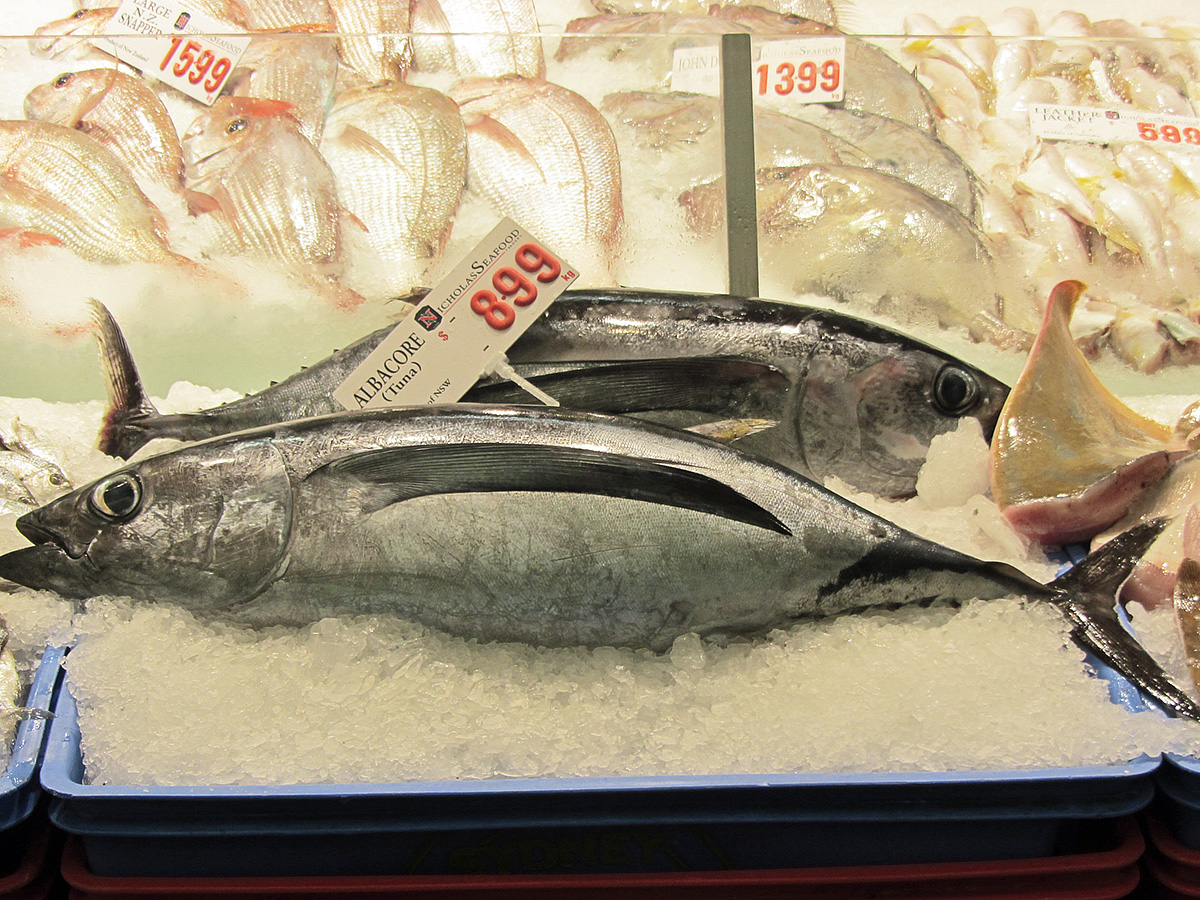 North Pacific albacore is another opportunity for harvest strategies to cross a new frontier