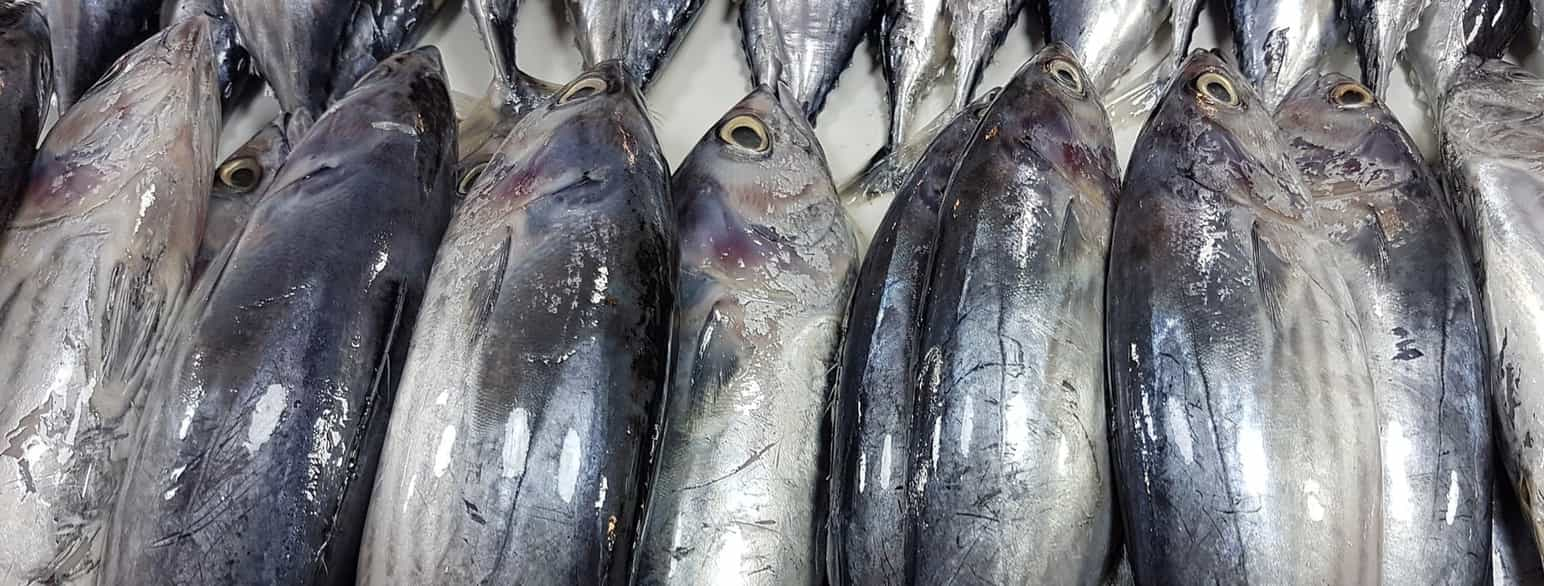 Time for WCPFC to heed its skipjack management procedure