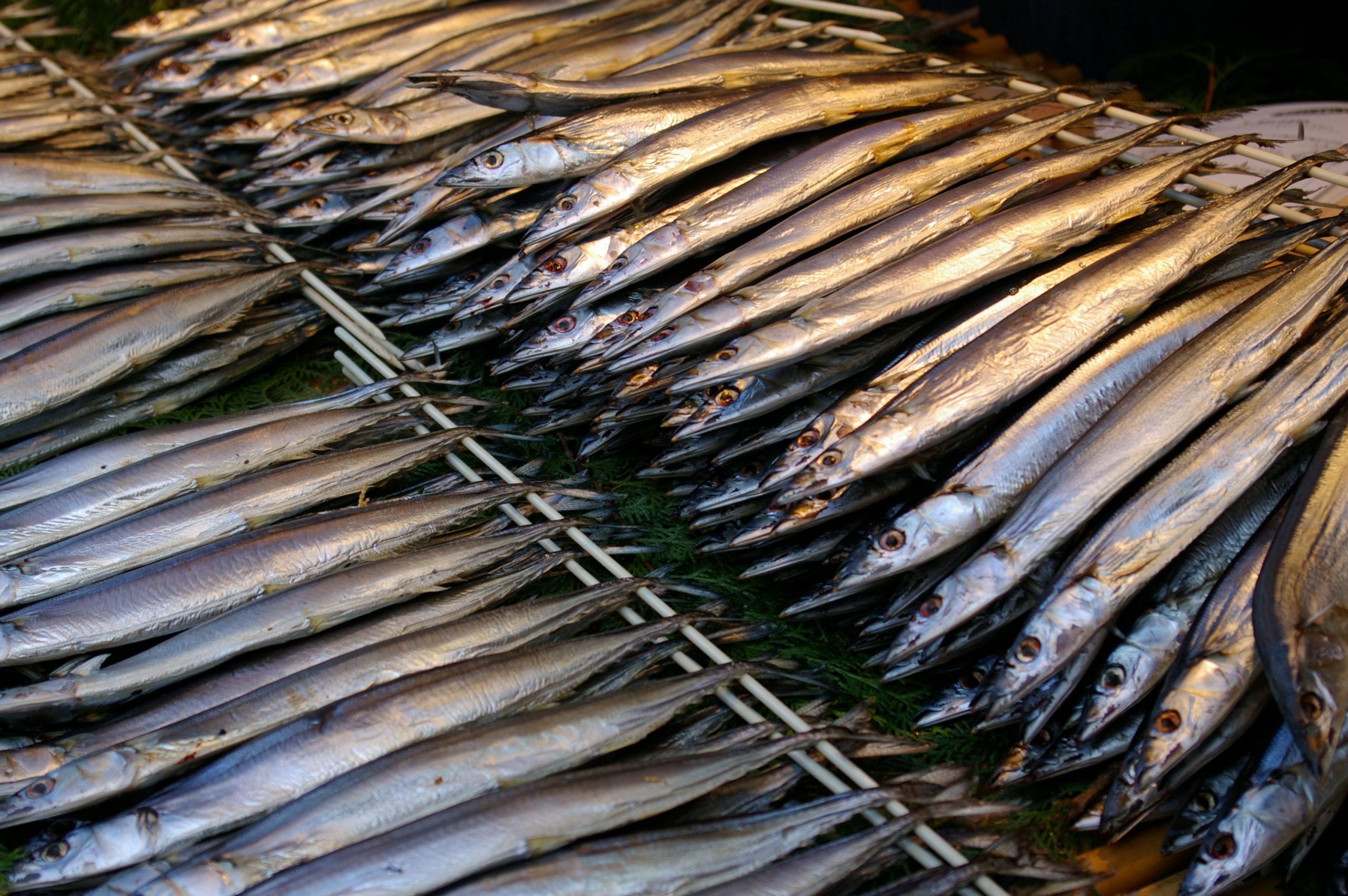 A path to sustainability emerges for Pacific saury