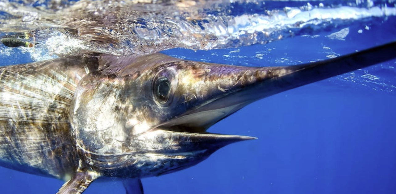 Fisheries managers should act to protect swordfish this month (commentary)