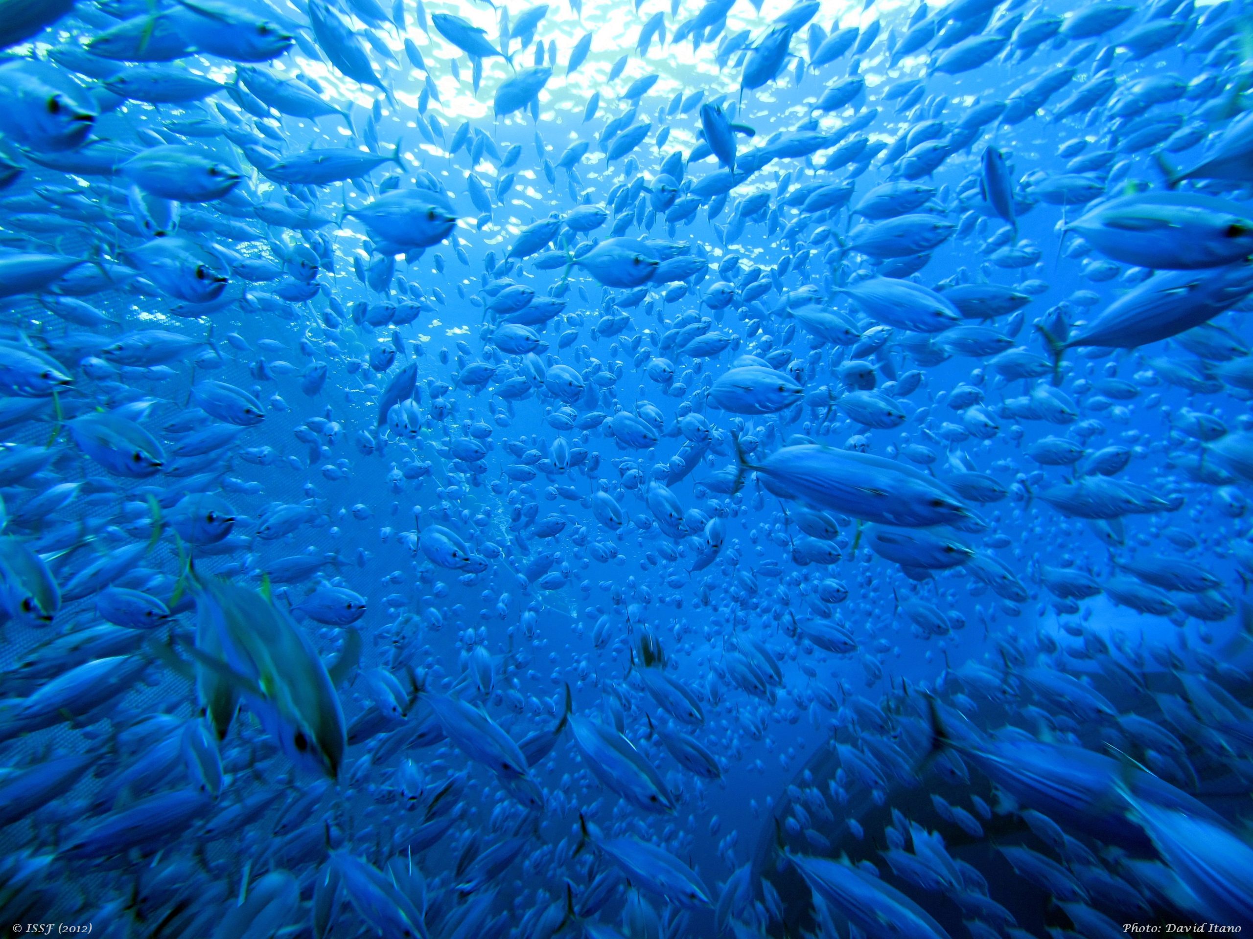 New Horizons for Swordfish and Skipjack Tuna Management