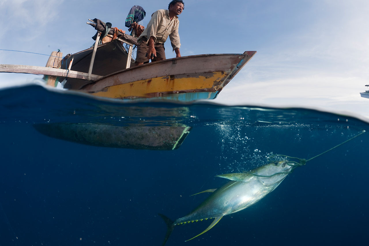 Coalition calls for regional harvest strategy to sustain yellowfin tuna in Western Central Pacific Ocean