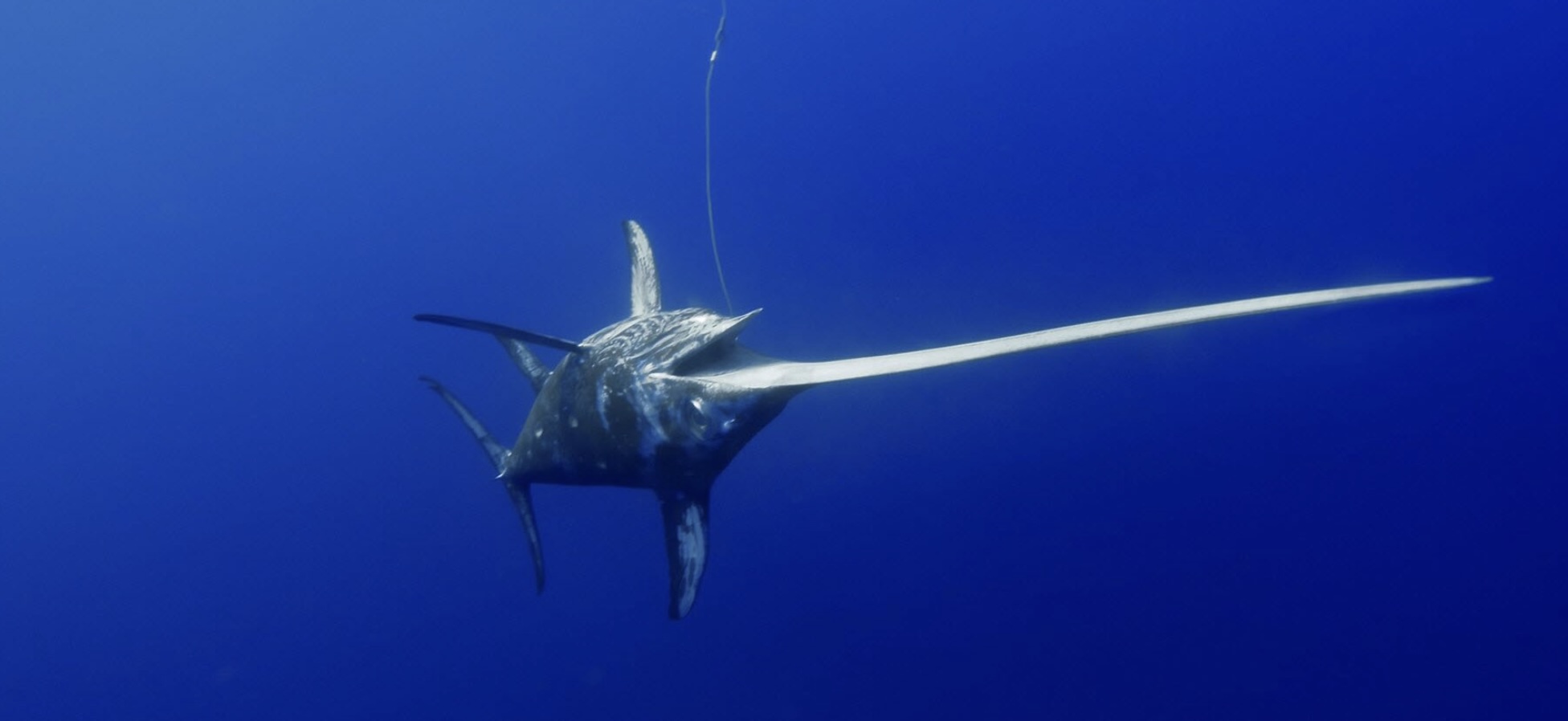 ‘Momentous’ sustainable fishing rules adopted for Atlantic Ocean swordfish