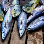 Small but mightily important: It’s time to improve the management of ecologically and socially important small tunas (2025)