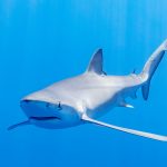 Guest Blog: Not Just for Tunas Anymore – Management Procedures for Blue Sharks Are on the Horizon