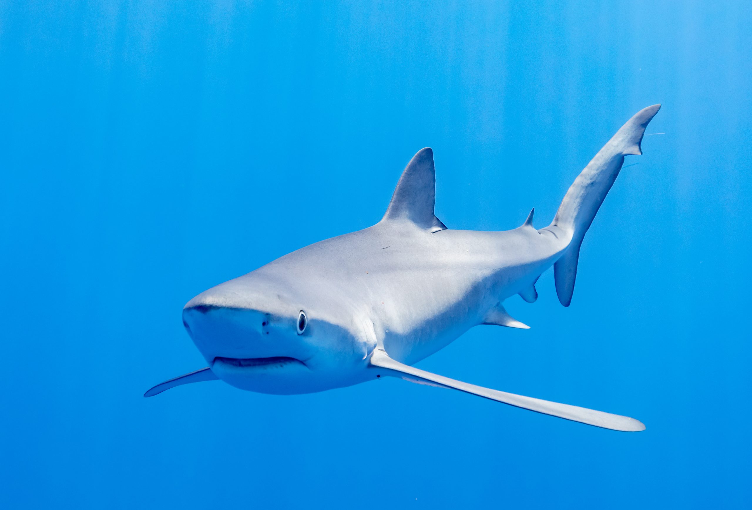 Tiburón Azul (prionace Glauca), Canal Fayal Pico, Islas Azores, Portugal, 2020 07 27, Dd 28