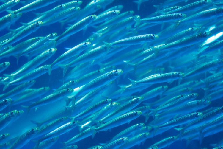 Case studies - Adriatic Sea Sardine