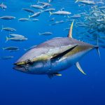 Toward a Management Procedure for Yellowfin Tuna in the Indian Ocean (2025)