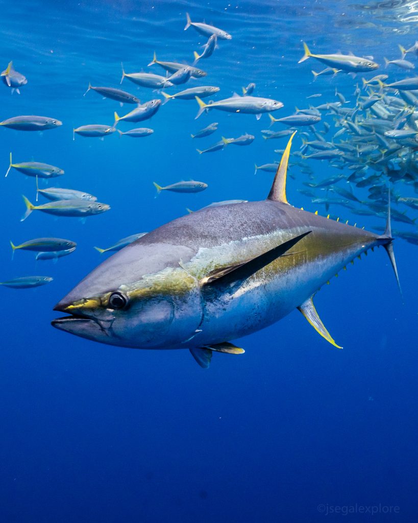 Yellowfin,tuna,swimming,in,the,blue