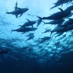 Guest Blog – Fisheries Management in a Changing Ocean: How harvest strategies can help global fisheries adapt to climate change impacts 