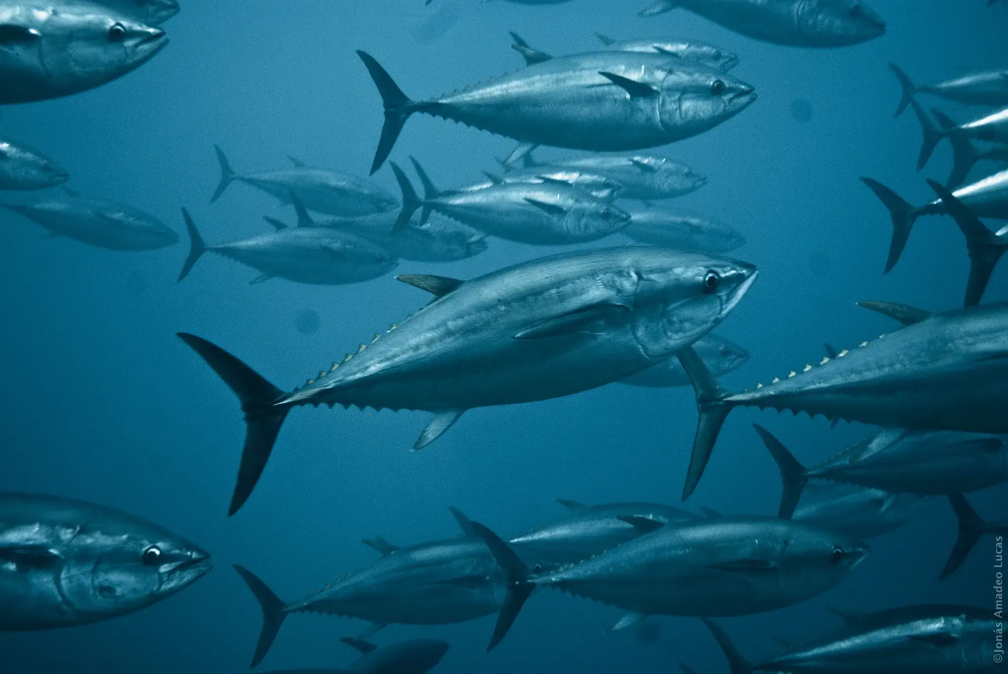 Tuna School Sea