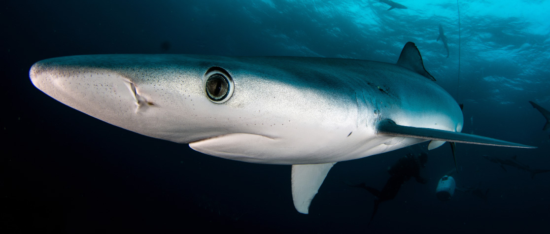 From bycatch to main catch: Workshop to modernize global blue shark fisheries management