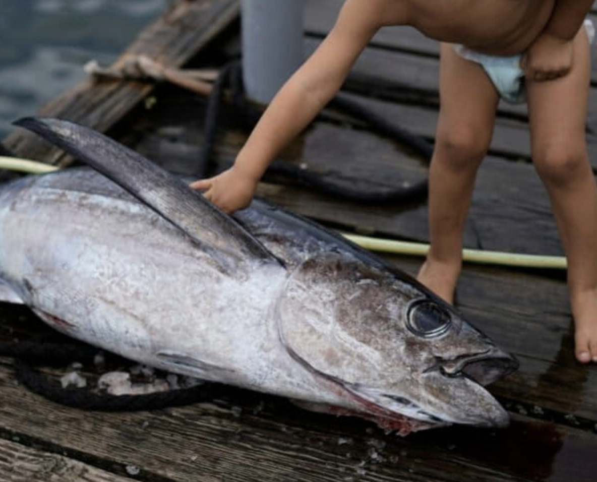 Pacific fisheries summit gives a boost to albacore & seabirds