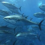 Guest Blog – From Market to Management: Why Sea Pact is Engaging Directly with Tuna RFMOs