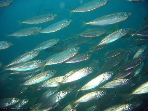 A School Of Jack Mackerel (trachurus Declivis). Photo by Richard Ling, licensed under CC BY-NC-ND-2.0, https://creativecommons.org/licenses/by-nc-nd/2.0/